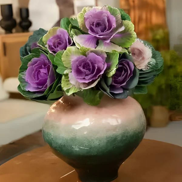 秋色羽衣甘蓝玫瑰带根植物室内好养多头开花盛放耐寒植物