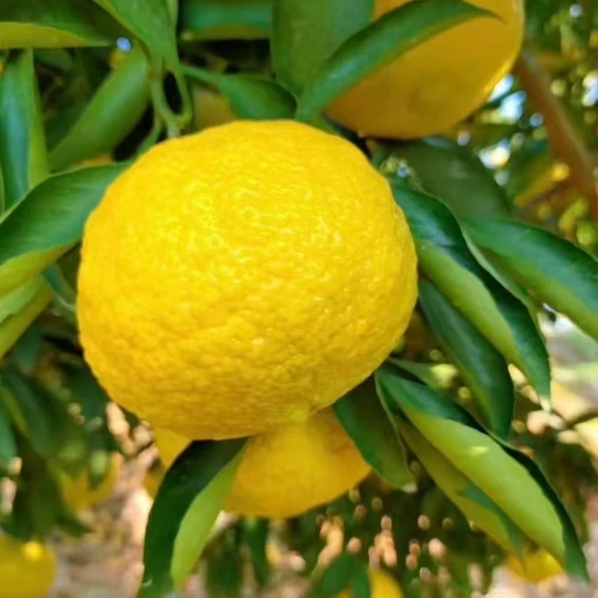 湖南怀化岩垅黄金贡柚纯甜象牙青春香桔柚清甜多汁小柚子