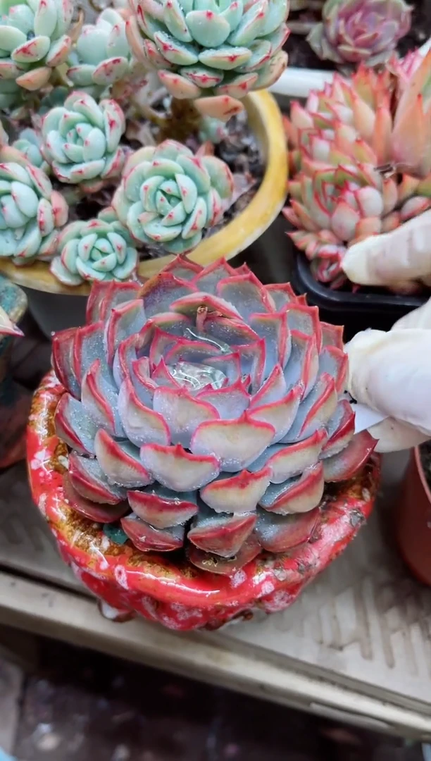 【闪购商品】14024