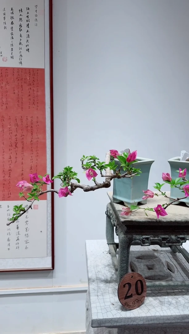 无花朵?****?三角梅小叶紫