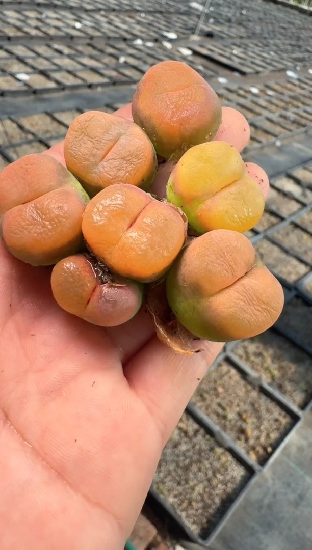 77多肉植物肉锥蟠桃一颗