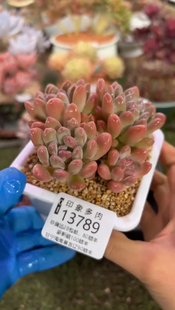 【闪购商品】13789