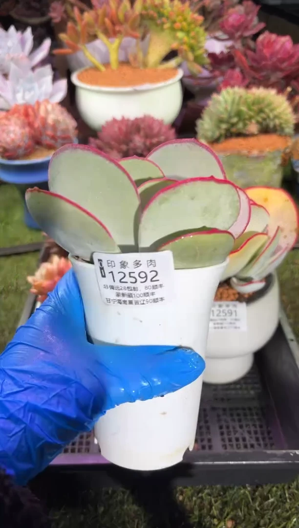 【闪购商品】12592