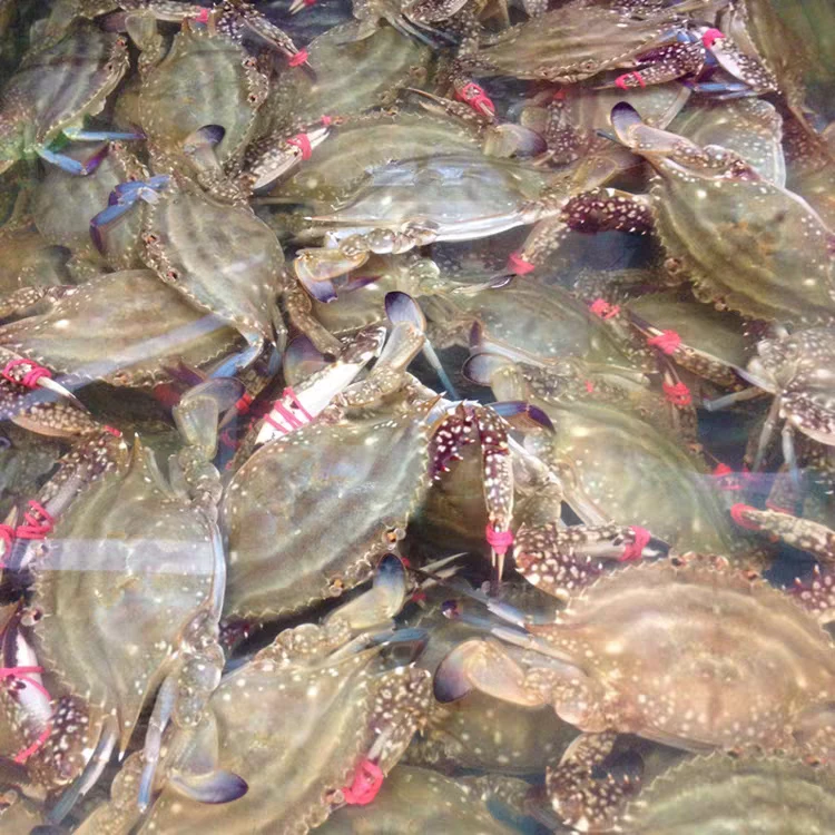 【冻蟹】东港小姑娘三角蟹1500g（3两左右一个）11只左右