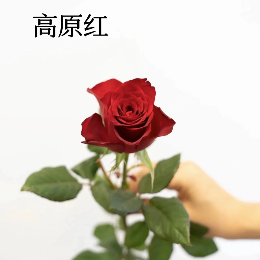 楷楷专属『高原红10支』全场任意满两单鲜花顺丰包邮 满二单顺丰包邮 鲜花直播批发次日达包邮