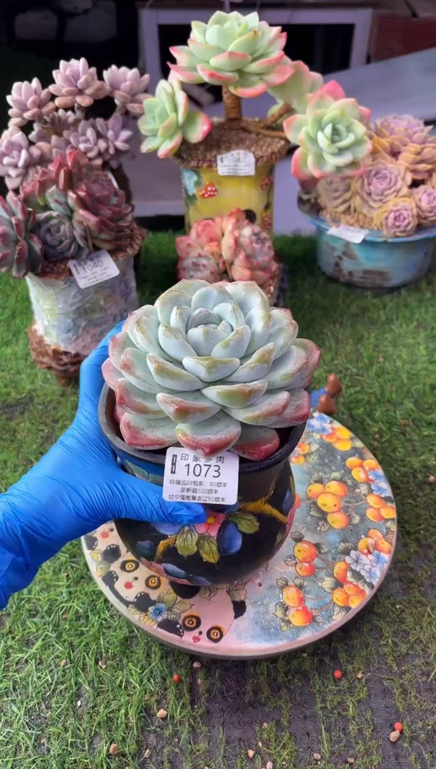 昆明印象多肉1073