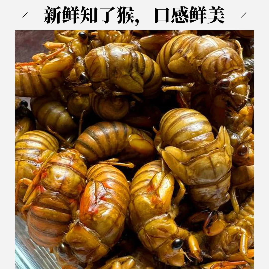 新鲜杜仲金1蝉  爬叉  知了1猴  顺丰速运