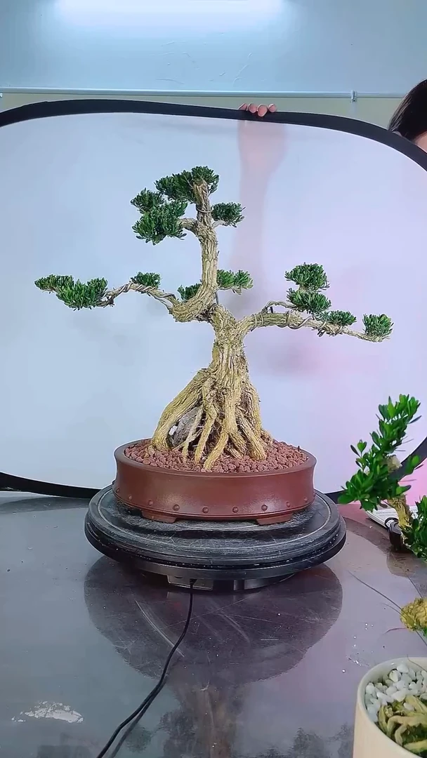 无花朵广东雀舌皱皮黄杨高端盆景