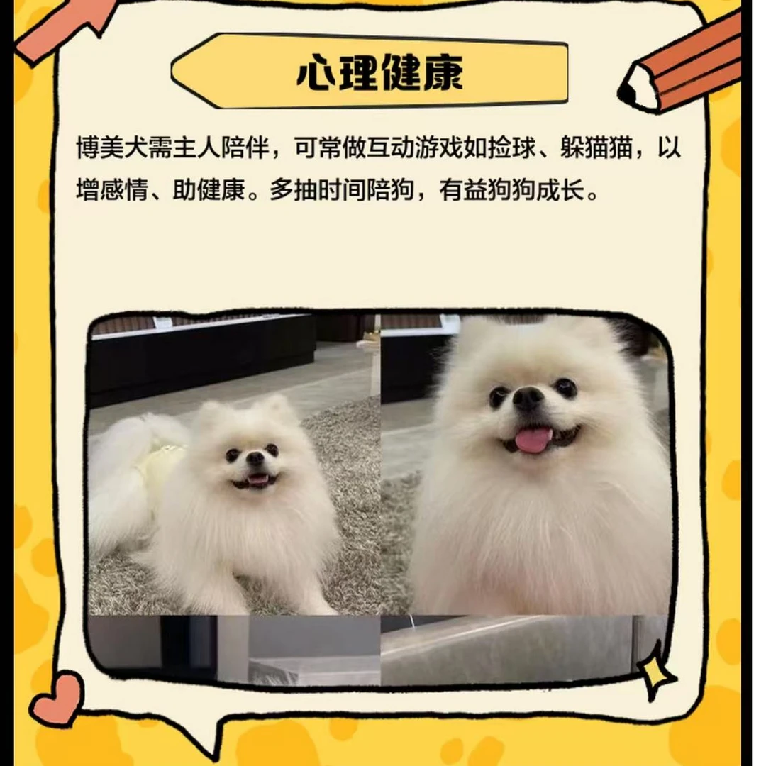 活体狗狗专属链接（拍单备注）