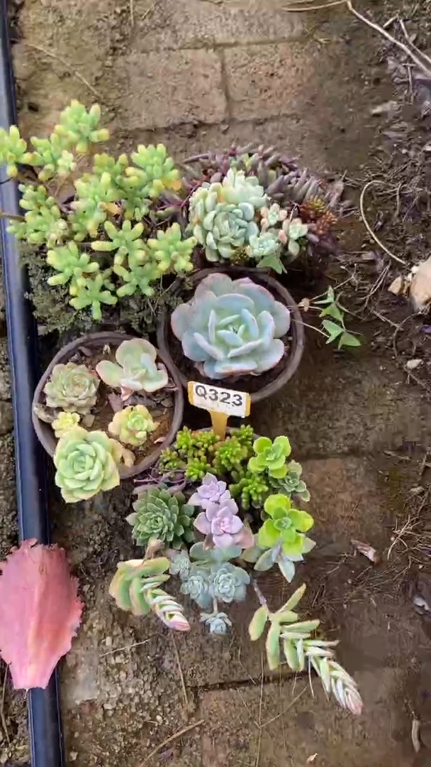 Q323多肉组合默认脱土发货