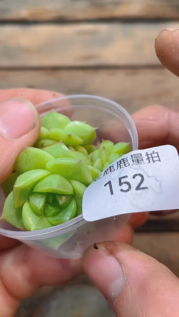 152孤品一颗