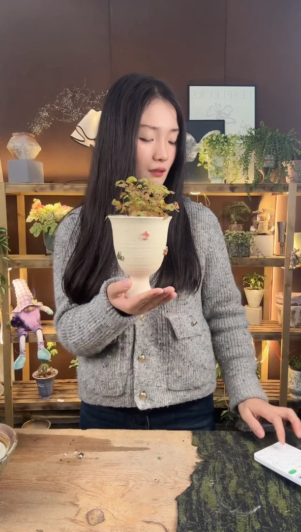 以实际为准熔岩醋酱草加盆一套112