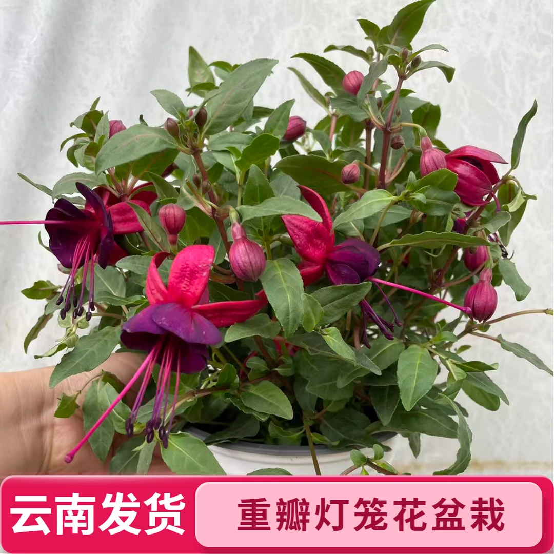 重瓣倒挂金钟花苗灯笼花盆栽室内绿植阳台多季开花带花苞