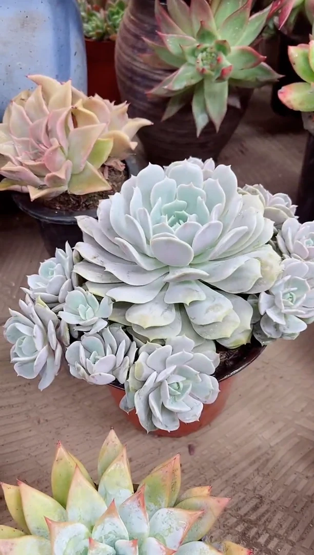 @****制22029多肉植物一物一拍