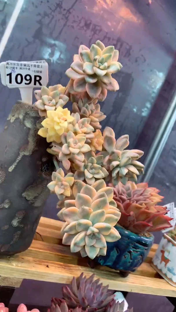 109R（一物一拍实付满28发货，默认不带盆土）
