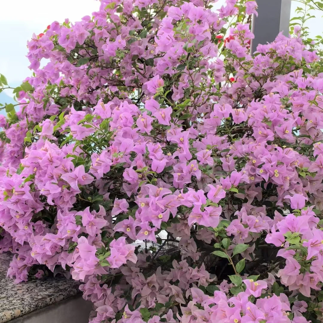 【巴西紫】勤花三角梅带花爆花爱开花盆栽可盆栽地栽原盆原土有根系