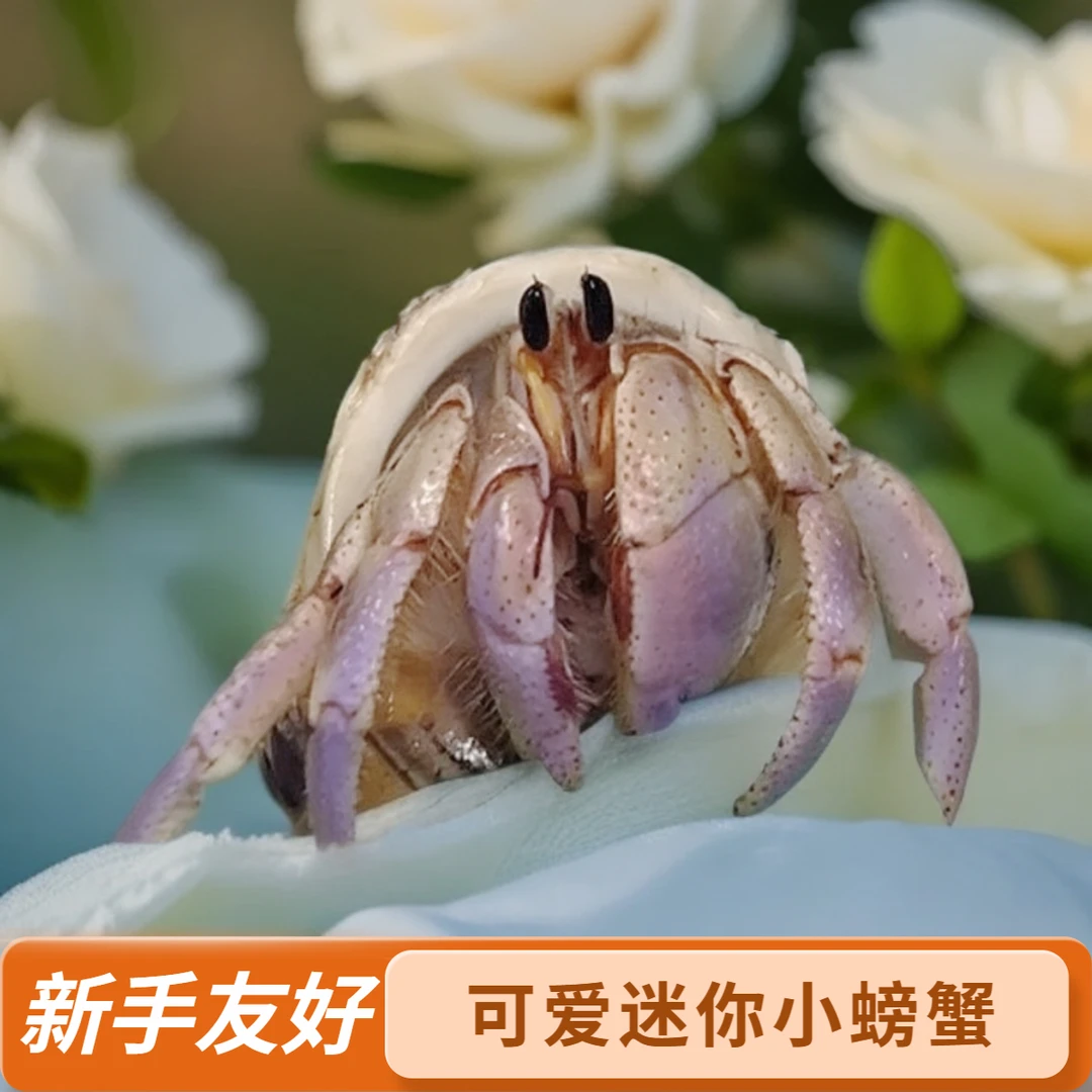 可爱陆生寄居蟹爬宠好养易活适合桌面观赏