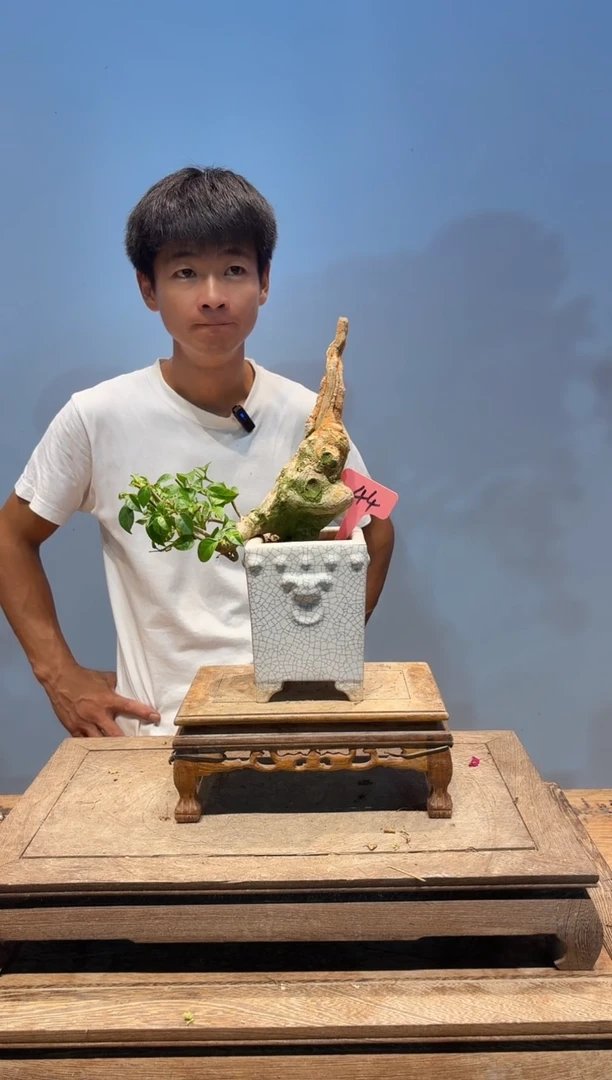 无花朵三角梅专场一物一拍44