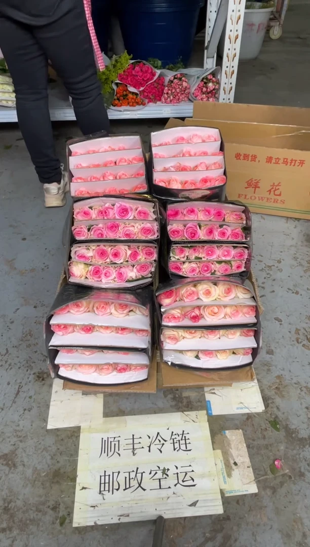 艾沙20枝+洛神20枝+戴安娜20枝