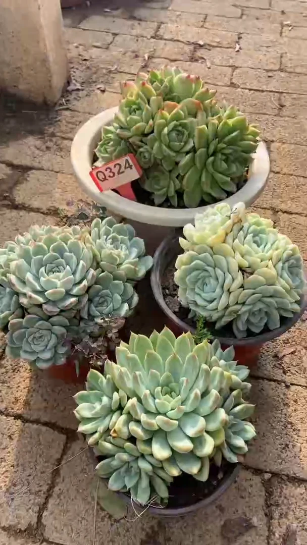 Q324多肉组合默认脱土发货