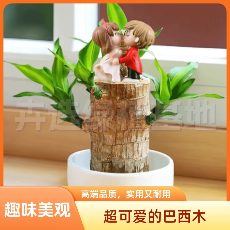 【带芽】基地直销巴西木袖珍情侣娃娃配件易养客厅阳台懒人好养水培