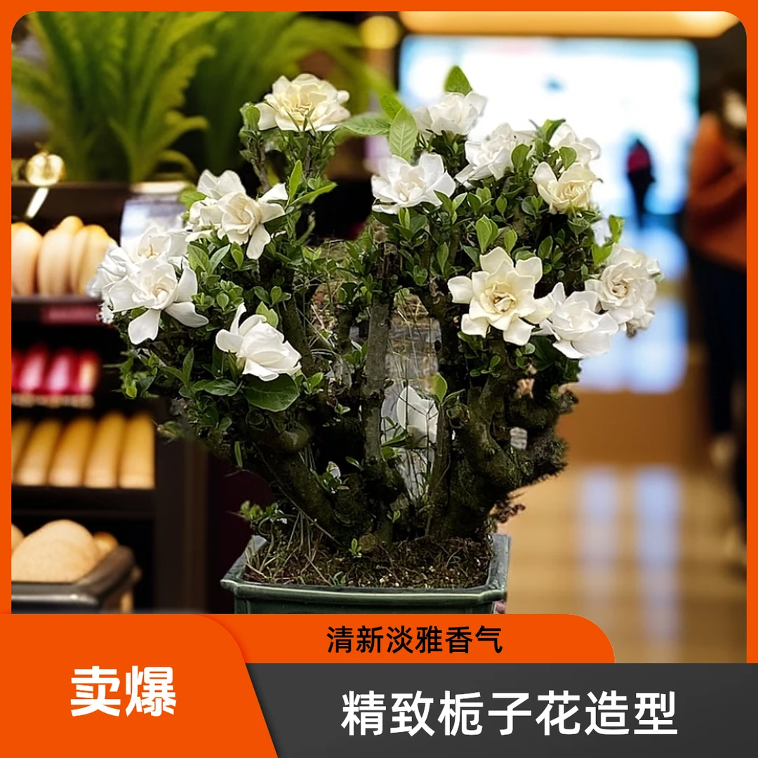 牡丹重瓣栀子花  盆景素材地栽老桩 好养浓香（以直播间截图为准）