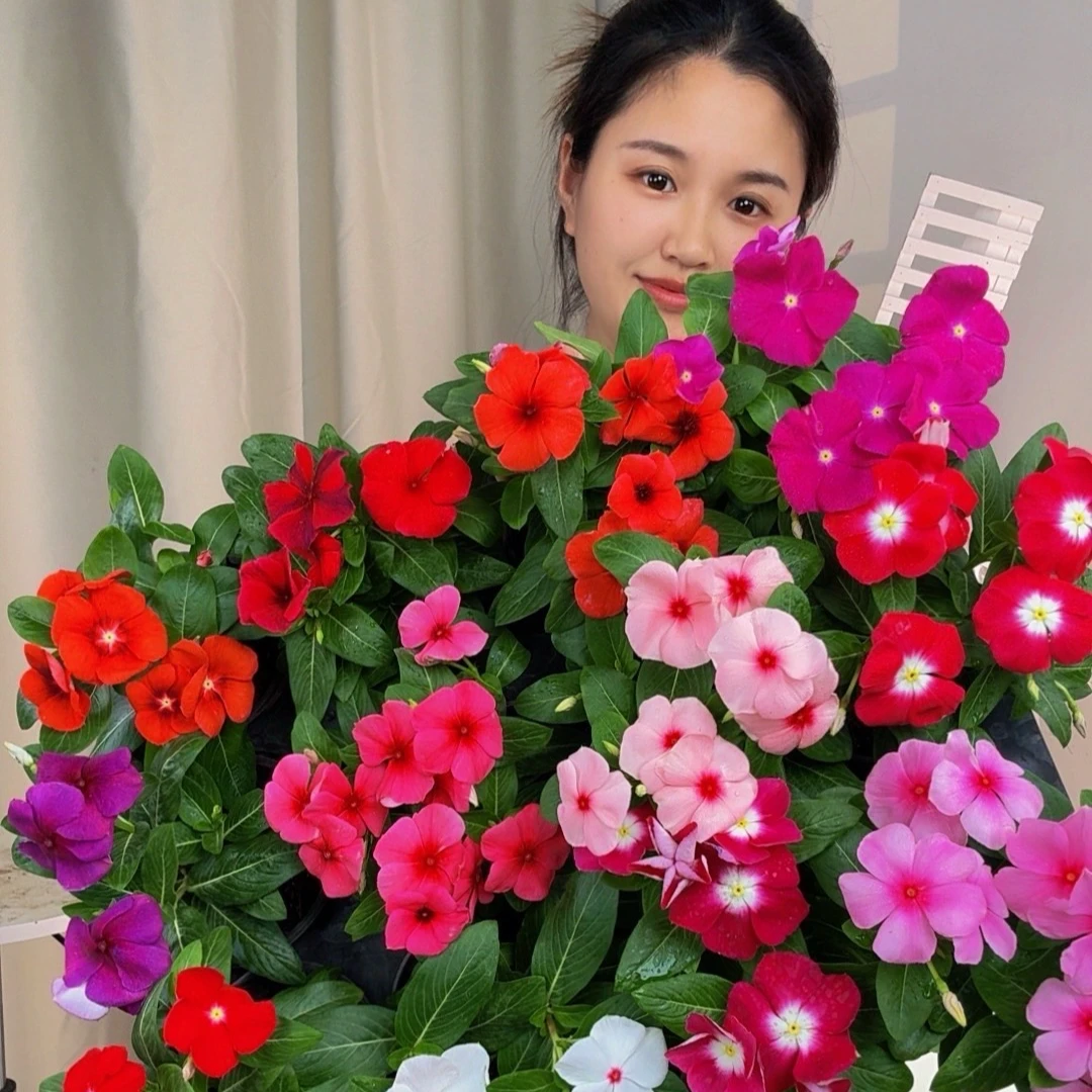 (晴天专属组合)天天开盆栽四季观花带花苞发货阳台客厅庭院好养活