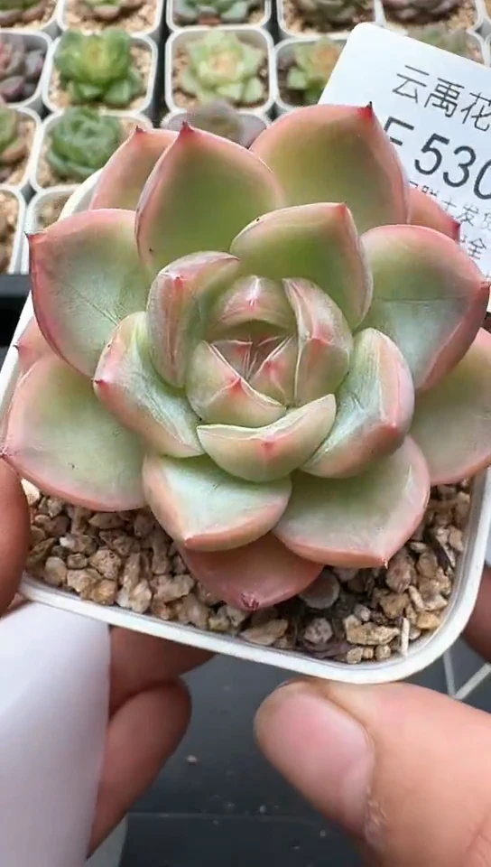 530F云禹多肉植物 默认脱土纸巾打包 3颗包邮