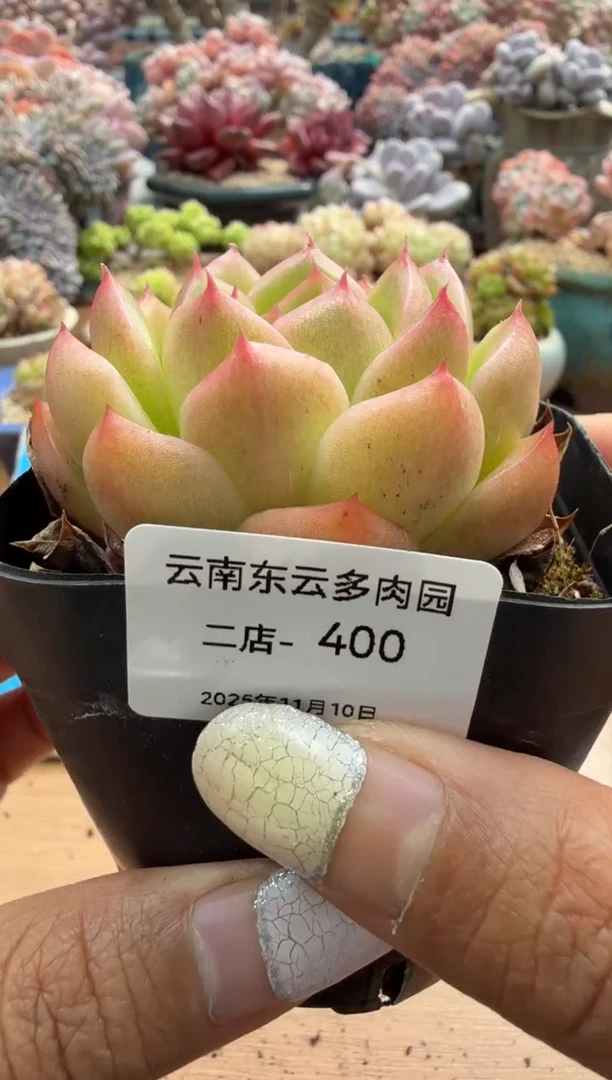 东云多肉园二店-400