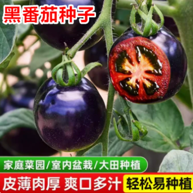 【黑珍珠番茄种子】黑色小番茄种子盆栽小西红柿黑圣女四季蔬菜种子