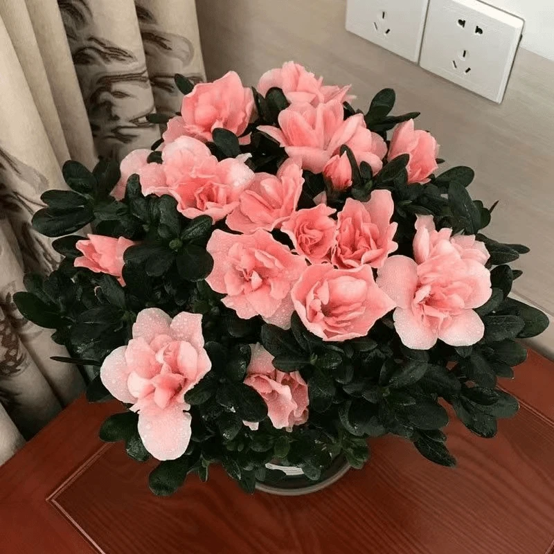 【开仓特价】杜鹃花盆栽室内外绿植庭院阳台花卉带花苞好养植物