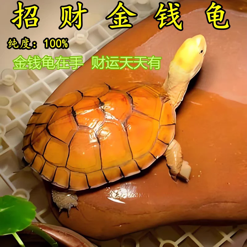 金钱龟活体招财龟观赏网红长寿情侣龟南石金钱龟小青宠物龟小乌龟
