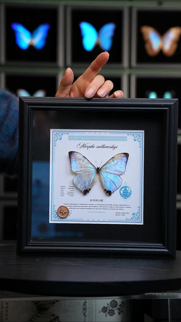 夜明珠闪蝶星座水瓶座