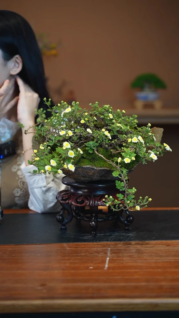 全部花朵山野草盆景盆景盆景
