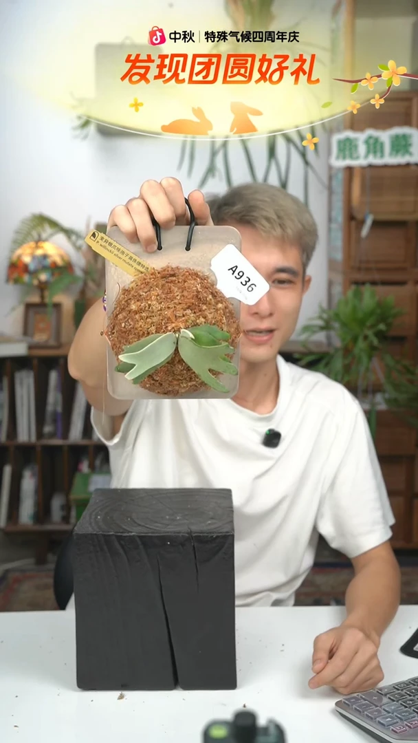 不开花植物A936-变异银爪哇侏儒特选
