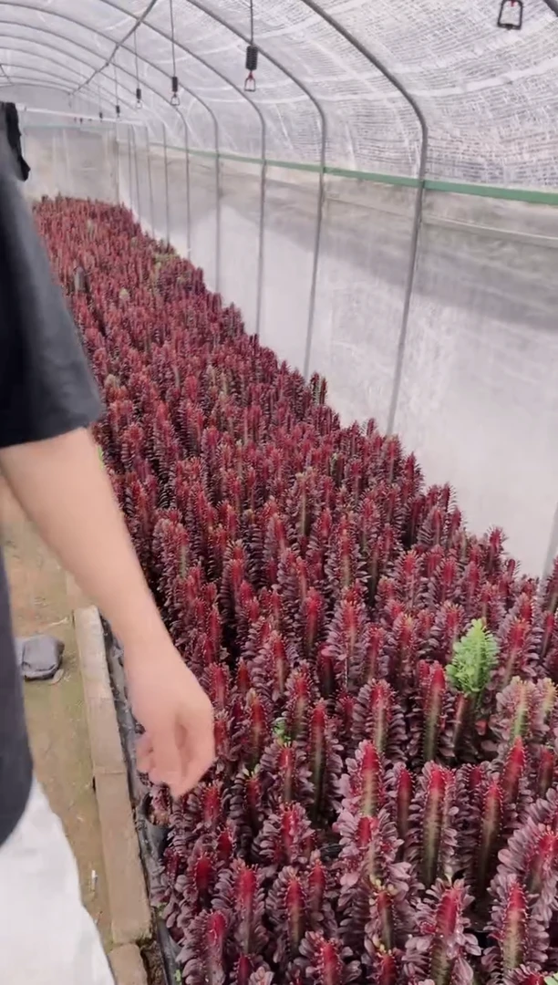 【闪购商品】大红龙骨 高30cm+ 3头起发