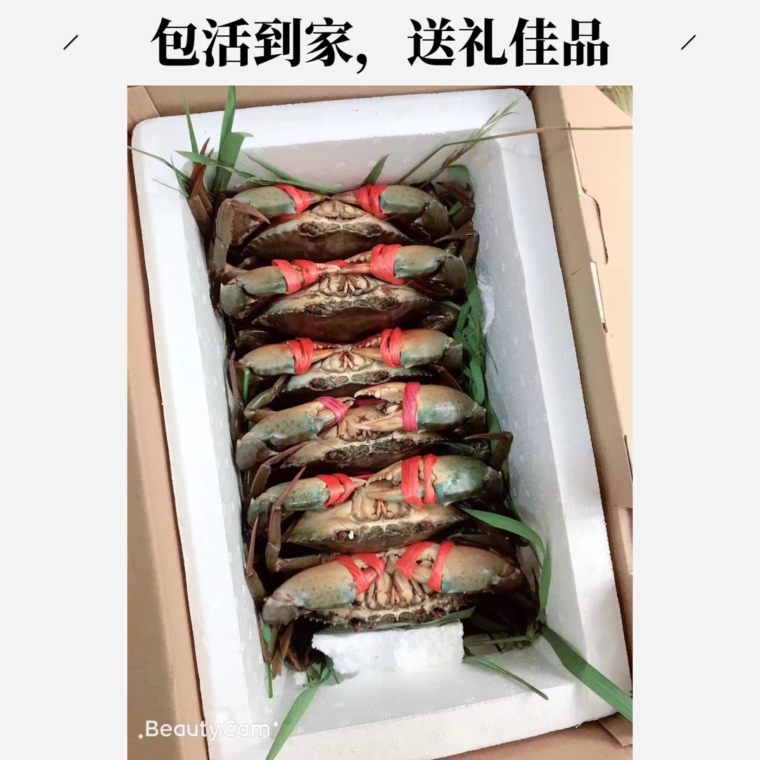 特大只土豪款~东山岛红膏蟹海蟹肉质鲜美饱满青蟹生鲜顺丰包邮