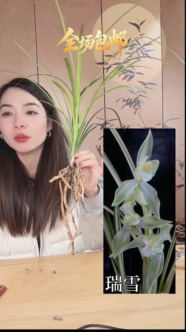 当前无花栽培后可以开花：瑞雪
