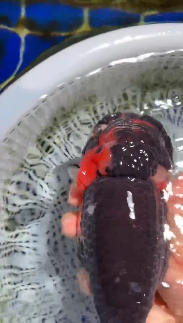 金鱼（运费自理，马印灯照射）福州追鱼兰寿金鱼