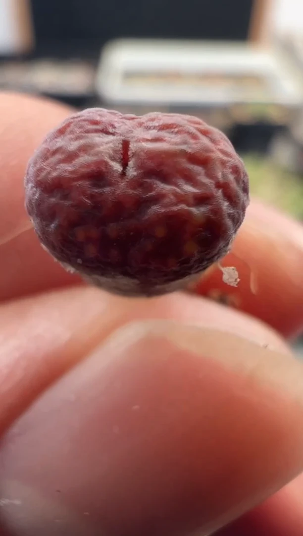 一物一拍           240