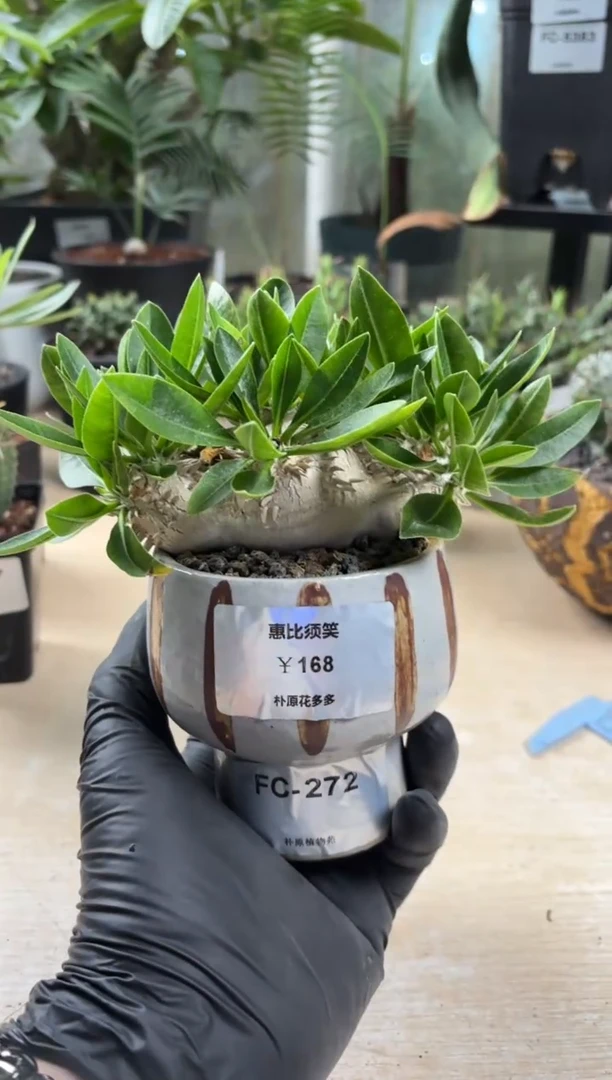 惠比须笑FC-272