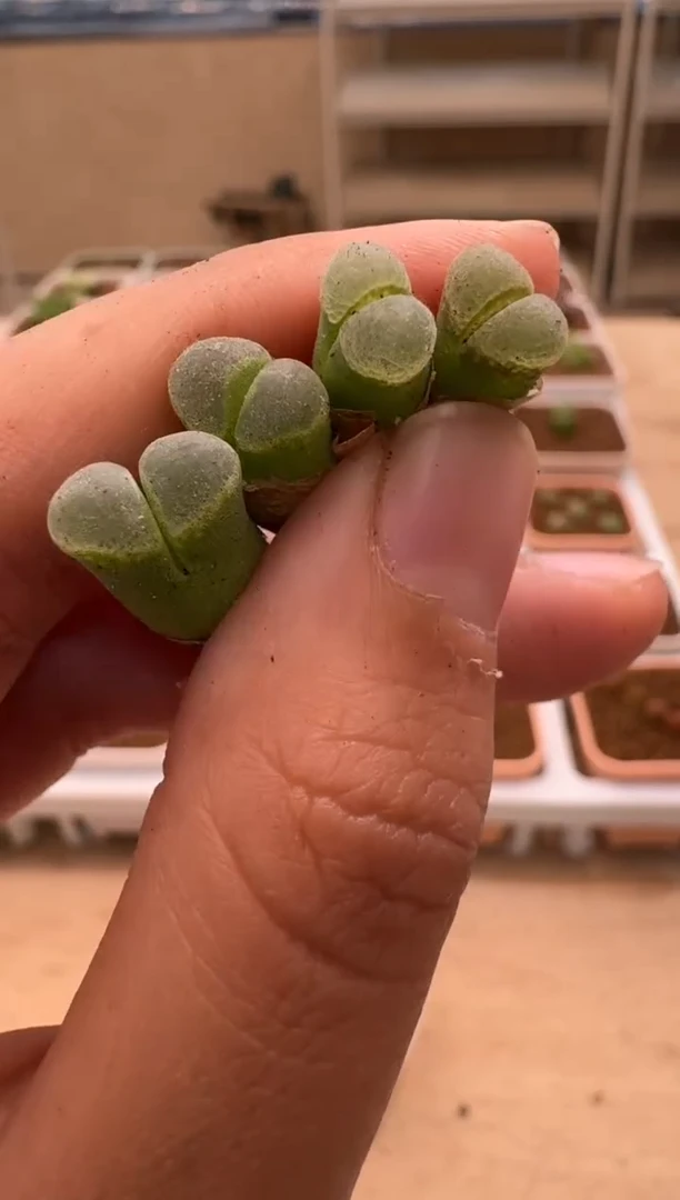 美丽的肉石头- 4