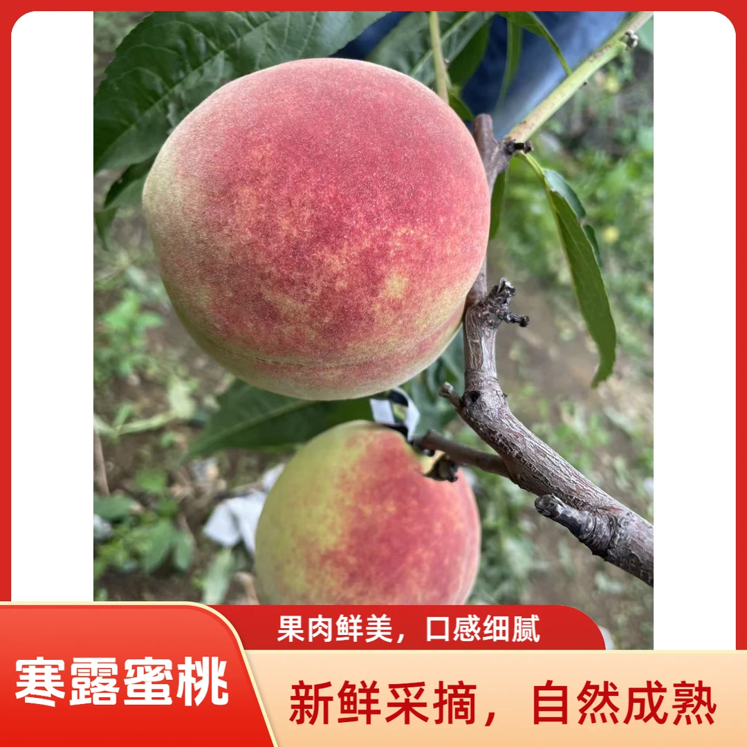 正宗大连寒露蜜桃新鲜现摘脆甜多汁水果产地直发全国包邮