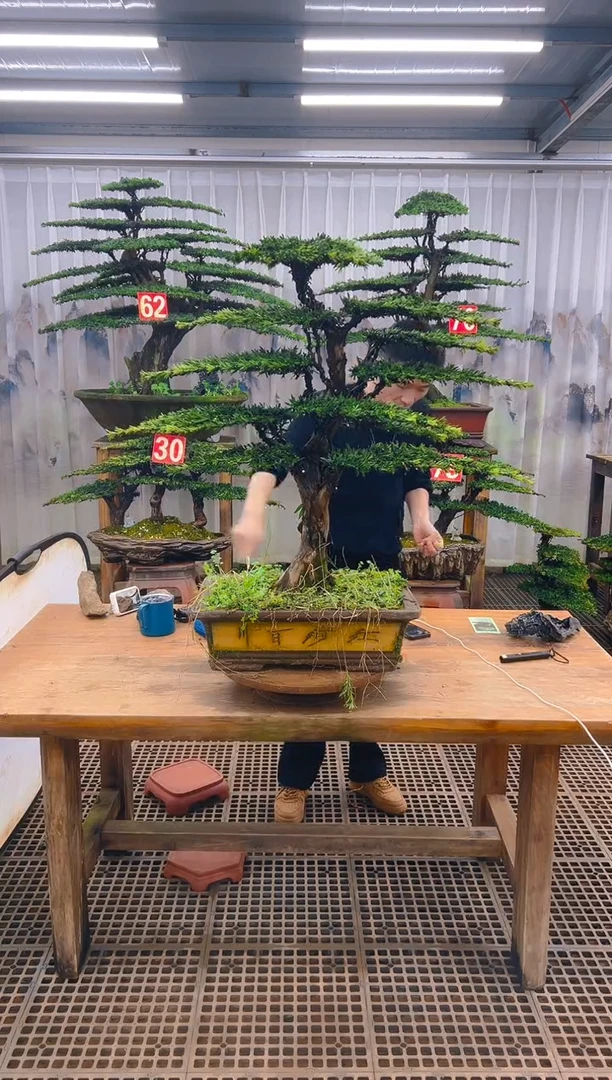 无花朵跃*精品盆景直播间一物一拍