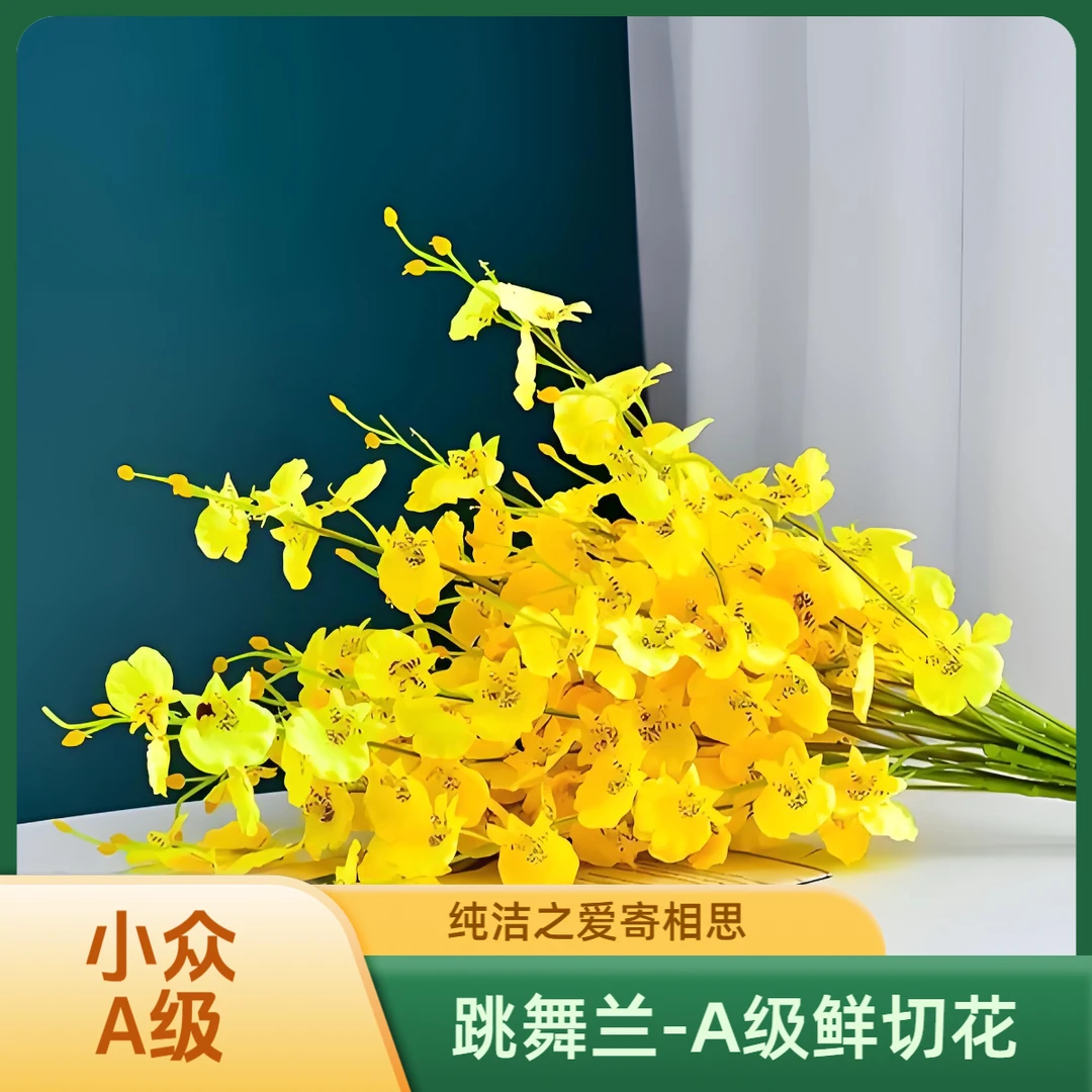 【跳舞兰】A级鲜切花【纯洁的爱】云南基地直发喷泉大飞燕黄色