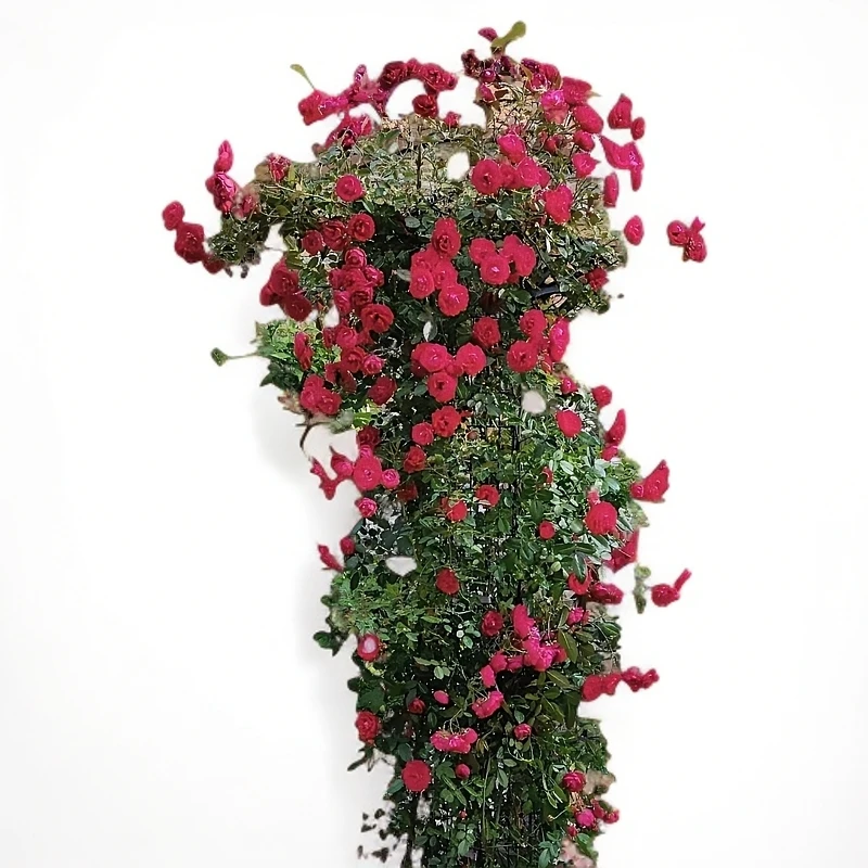 【顺丰包邮】四季红木香爬藤月季 多季开花 勤花多头浓香型月季