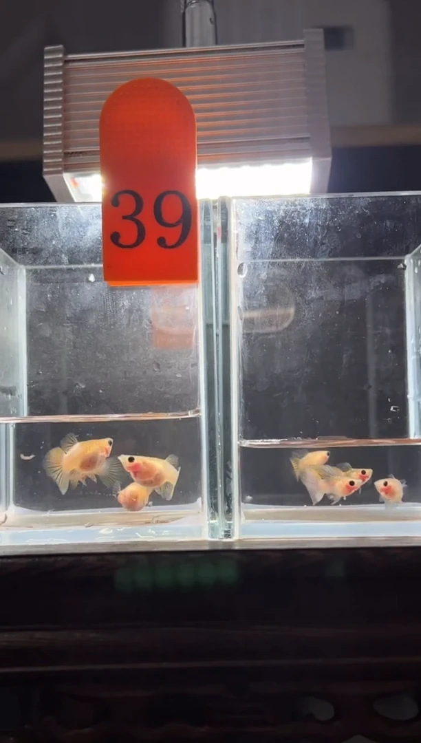 孔雀鱼粉猫普通体39