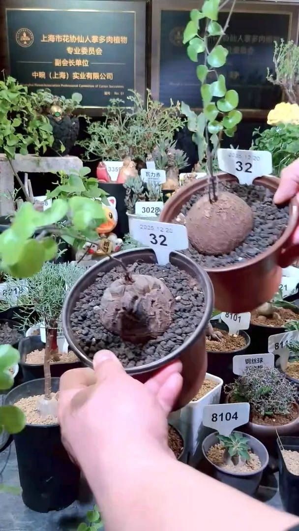 32号1220福利南非龟甲龙买1送1