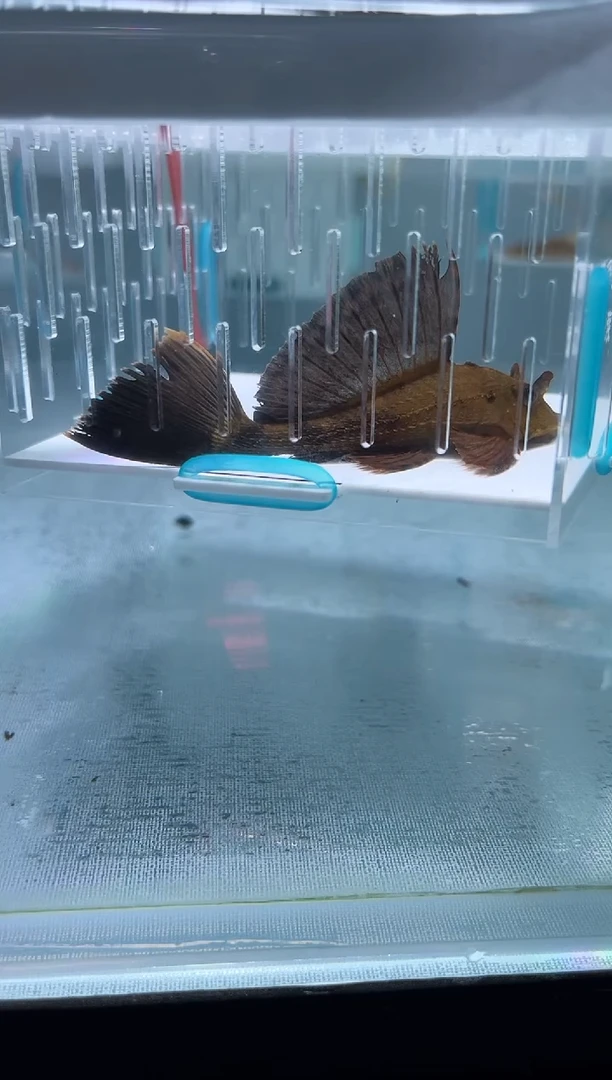 清道夫9不包入缸损19