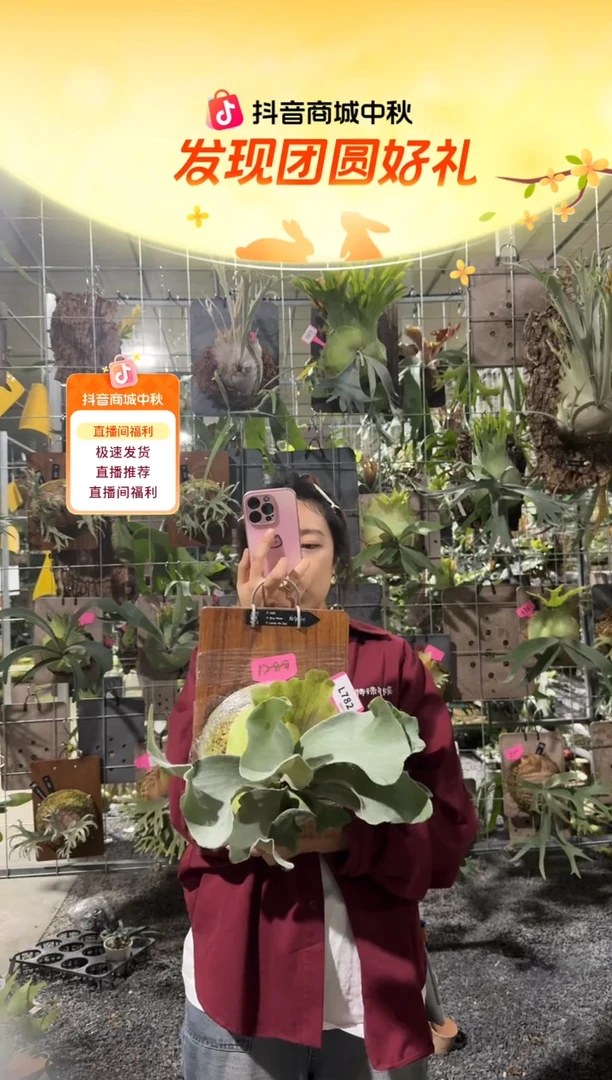 不开花植物L782-AKKI 蓝月 白燕麦混播